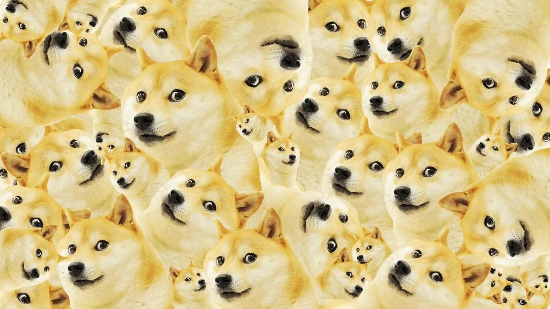 Shiba Inu Doge — the face of the blockchain community